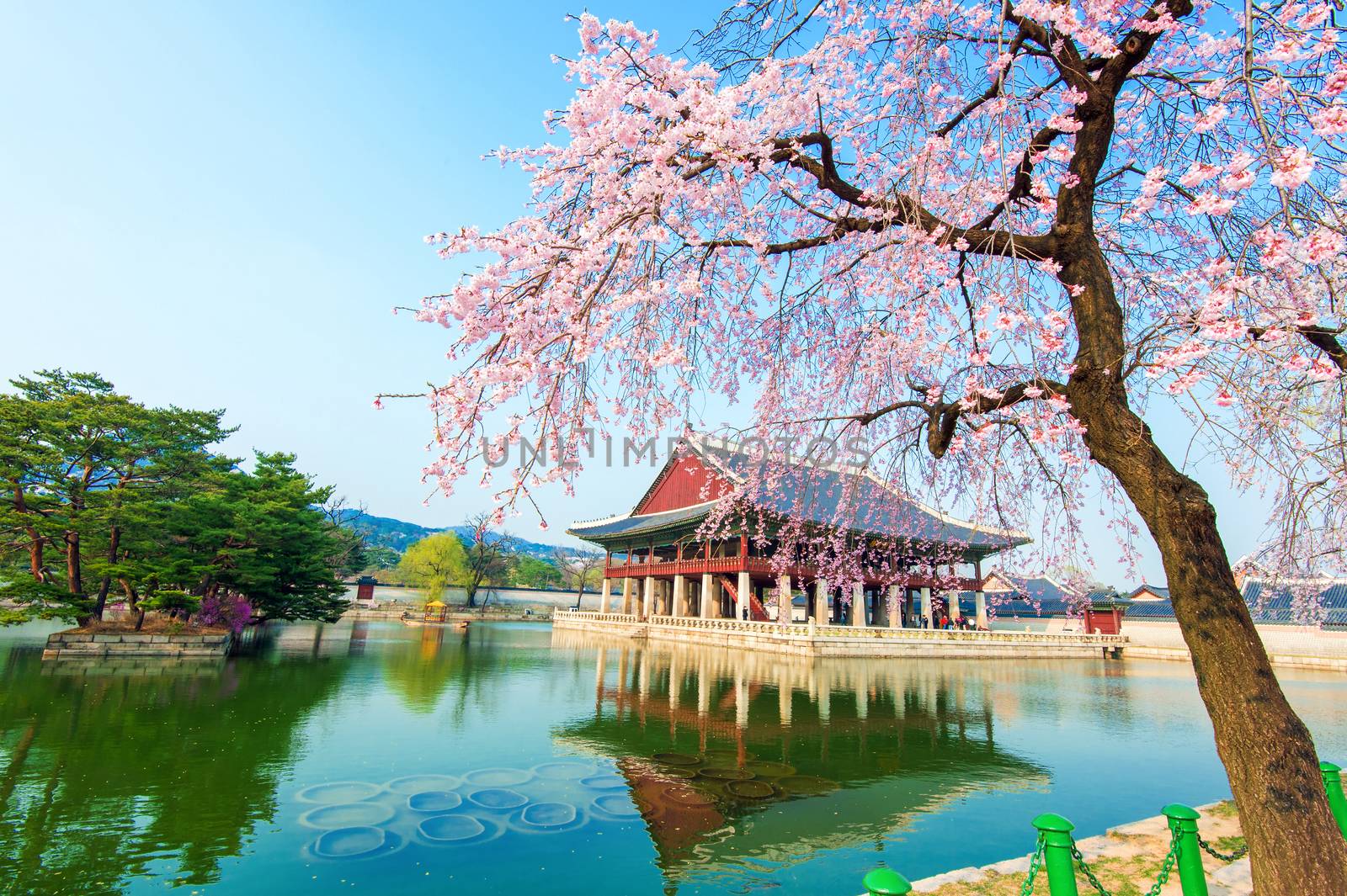 Gyeongbokgung Palace with cherry blossom in spring,Korea. by gutarphotoghaphy