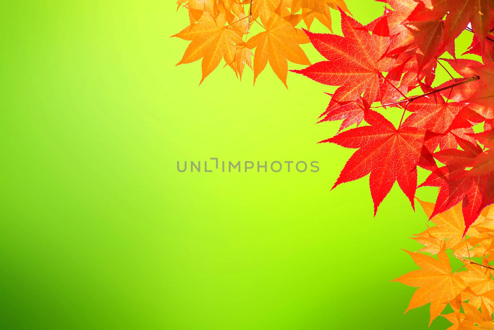 Autumn maple leaves. by gutarphotoghaphy