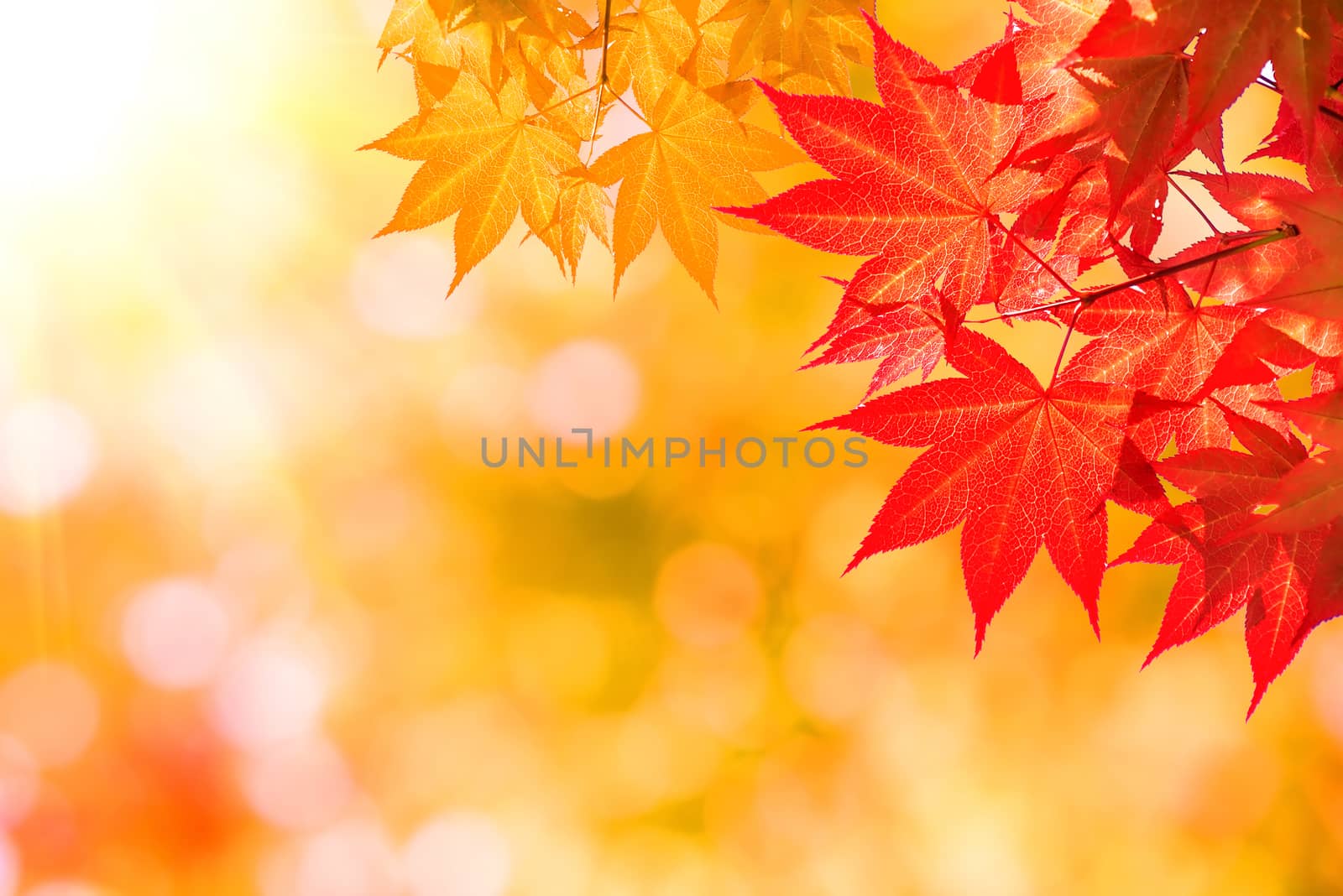 Autumn maple leaves. by gutarphotoghaphy