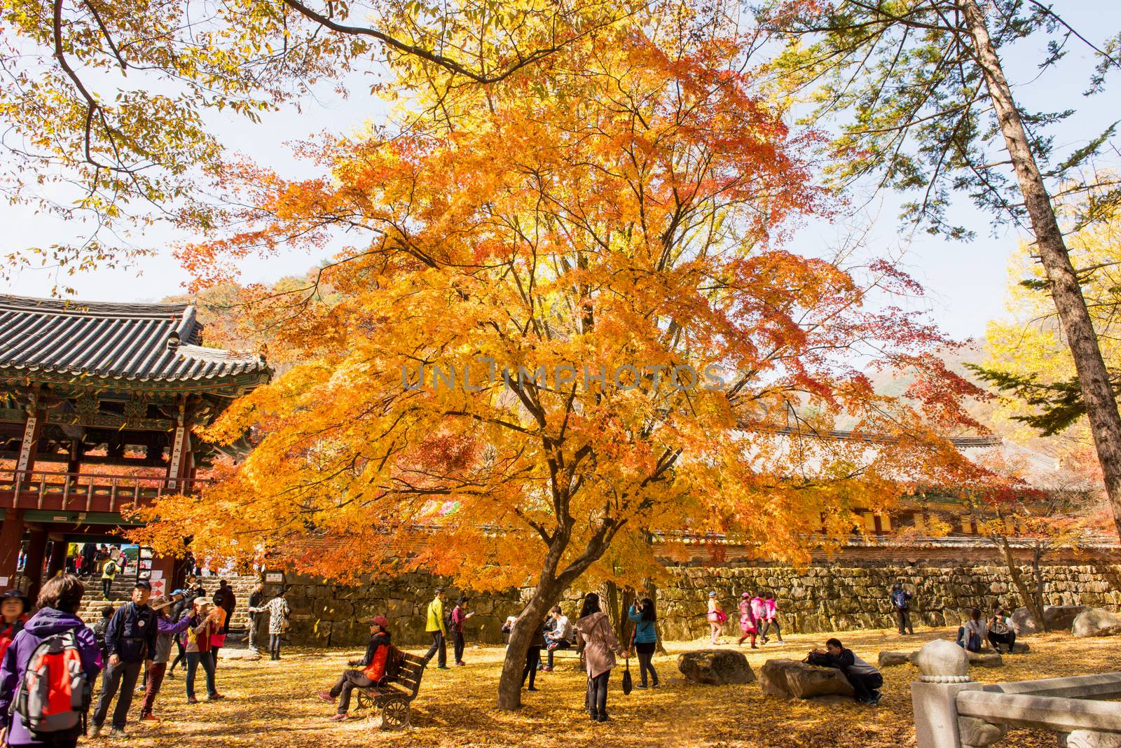 NAEJANGSAN,KOREA - NOVEMBER 30: Tourists taking photos of the beautiful scenery around Naejangsan,South Korea during autumn season on November 30, 2014.