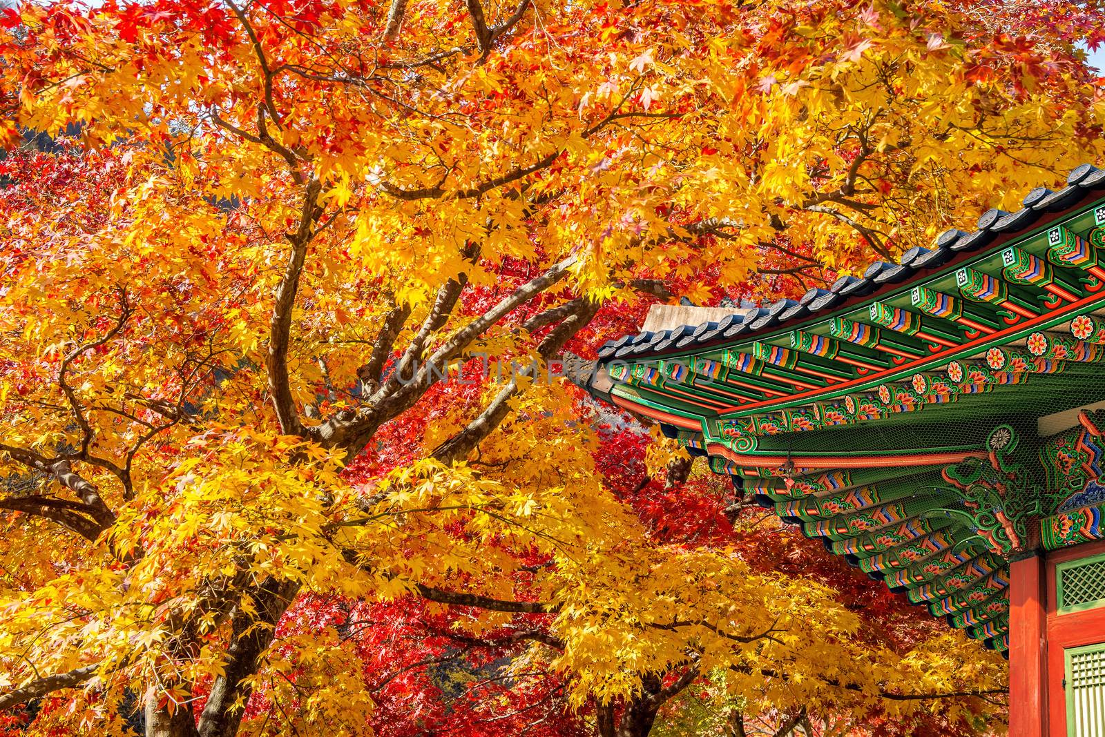 Roof of Gyeongbukgung and Maple tree in autumn in korea. by gutarphotoghaphy