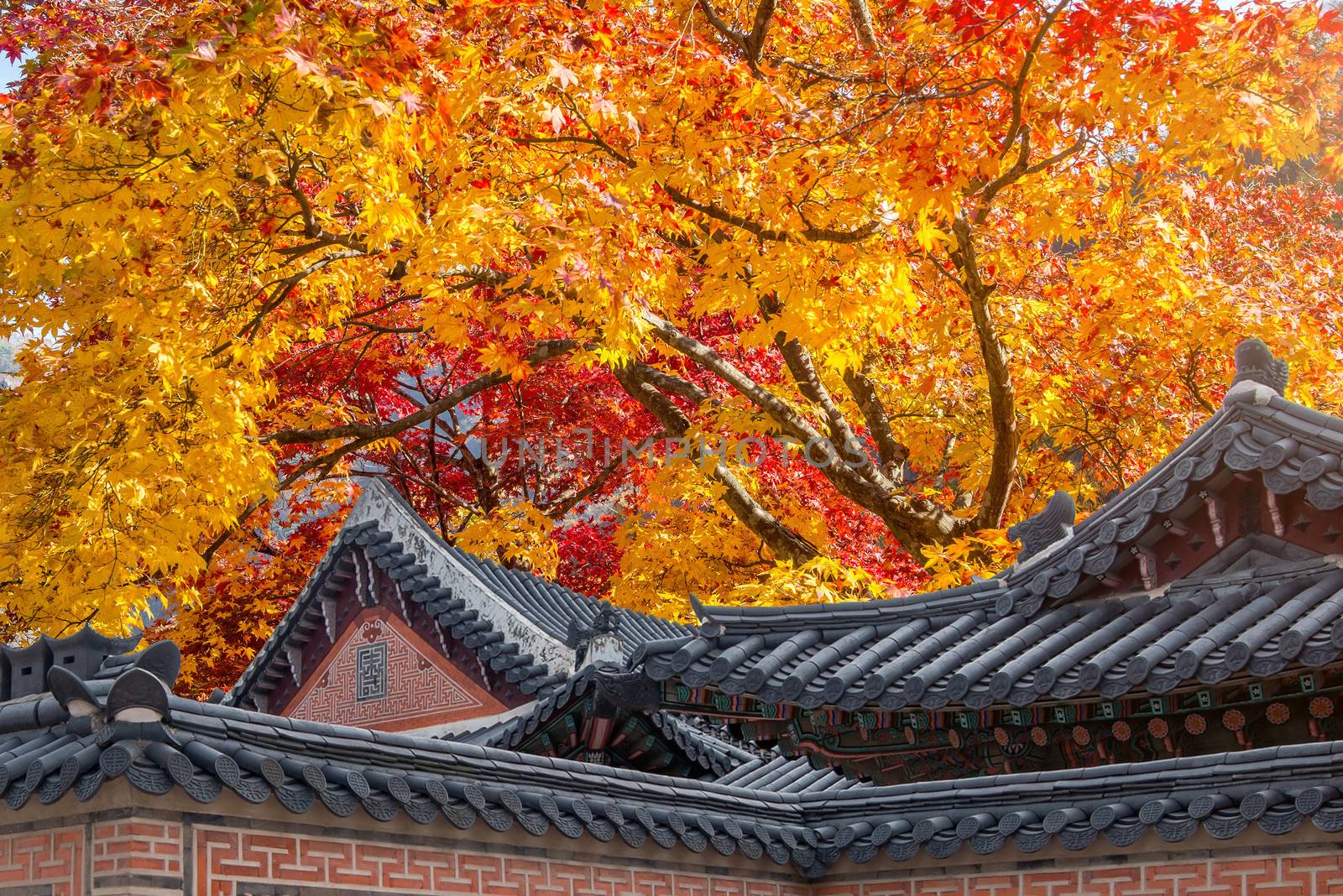 Roof of Gyeongbukgung and Maple tree in autumn in korea. by gutarphotoghaphy