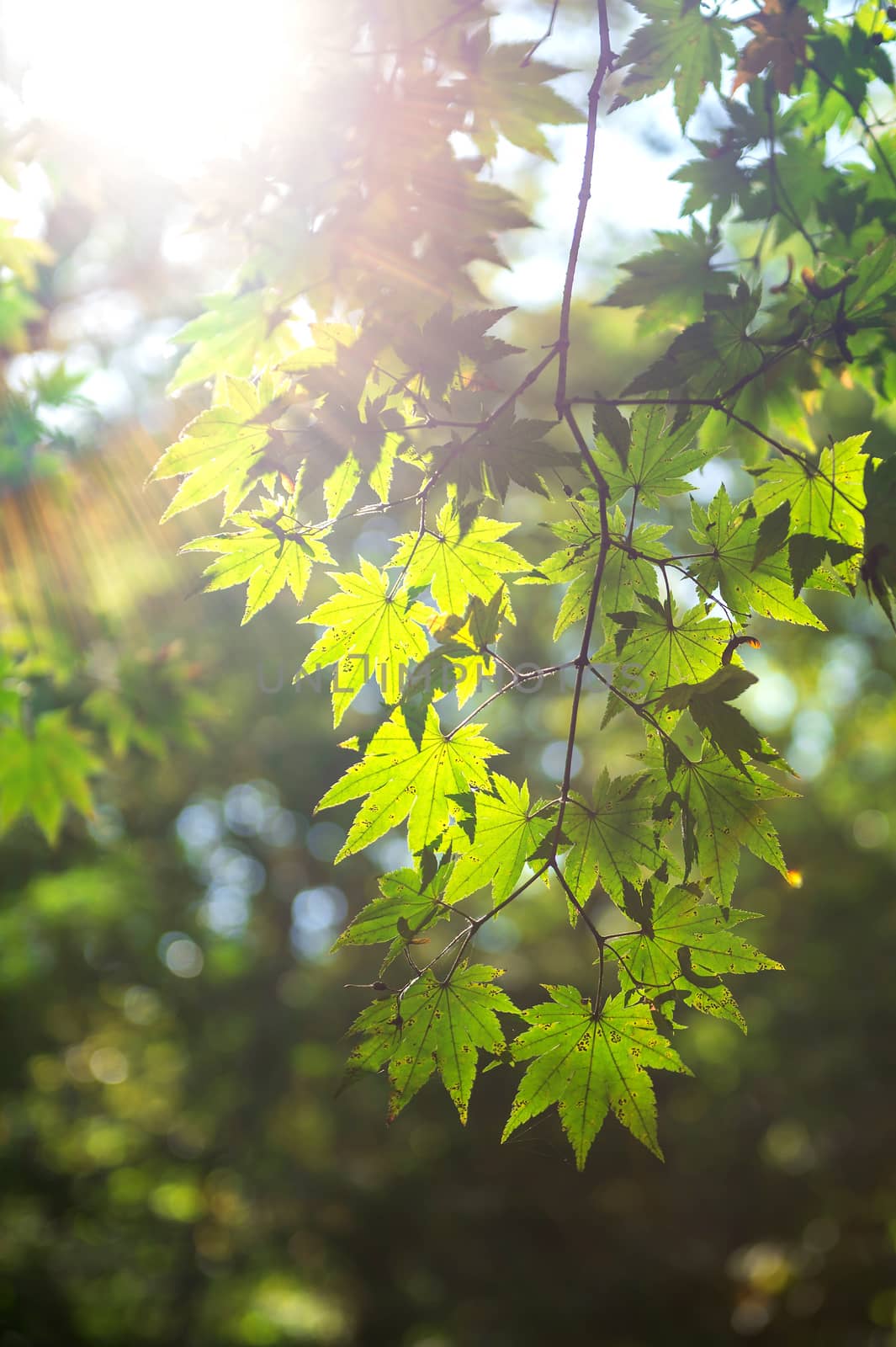Fresh green maple leaves with soft focus. by gutarphotoghaphy