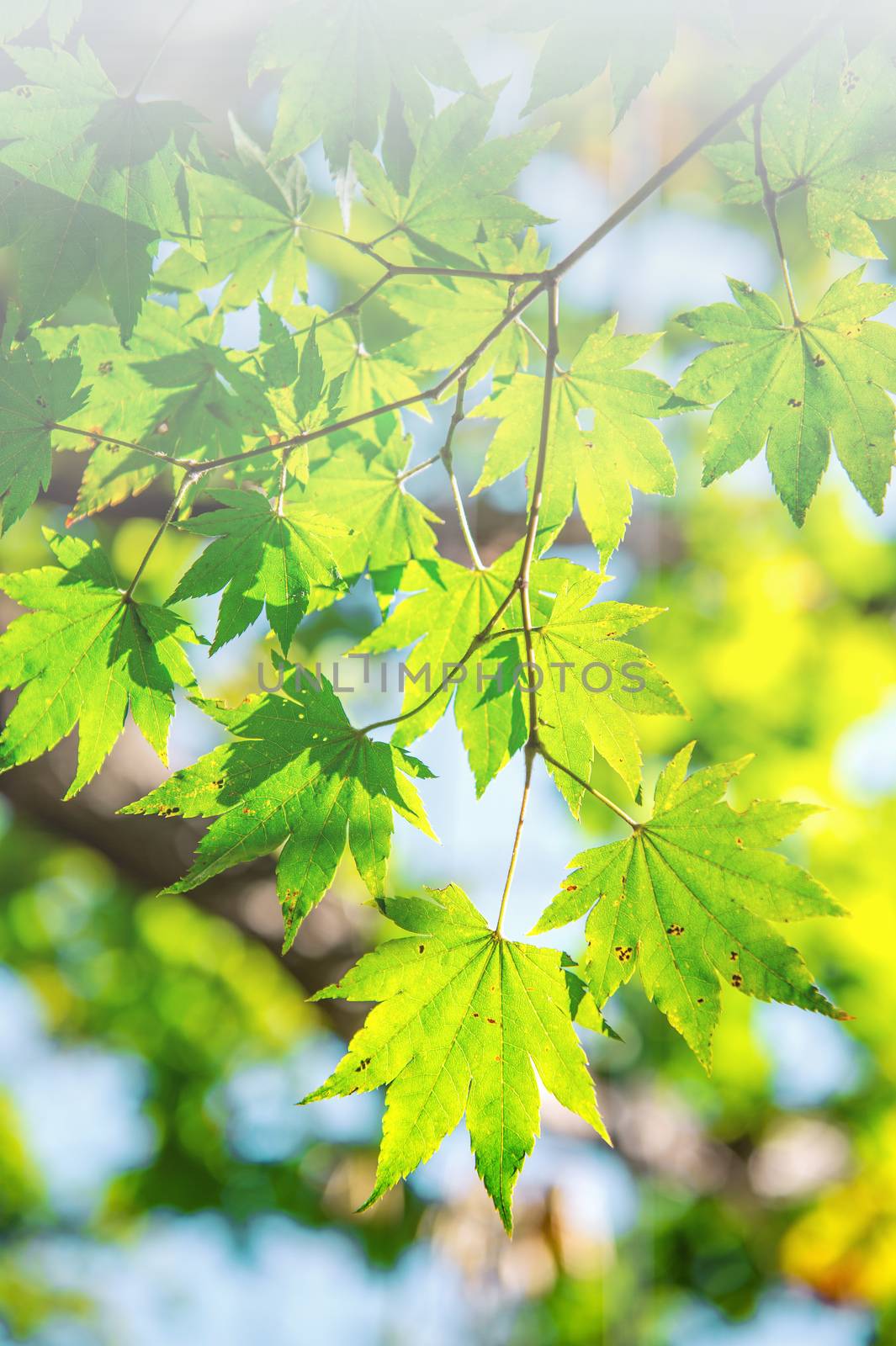 Fresh green maple leaves with soft focus.