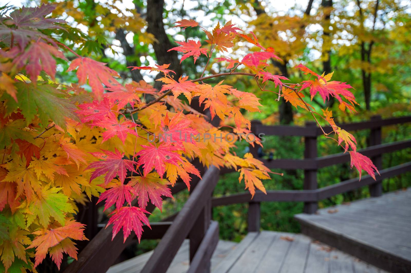 Maple in autumn in korea.