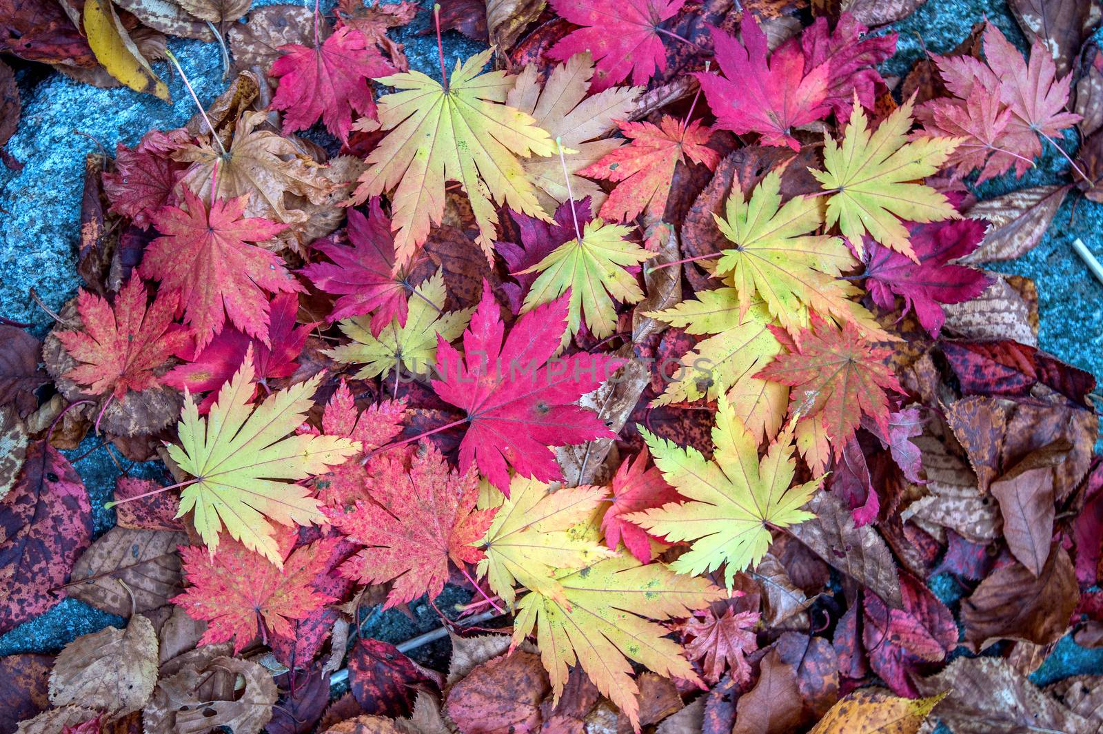 Maple in autumn in korea. by gutarphotoghaphy