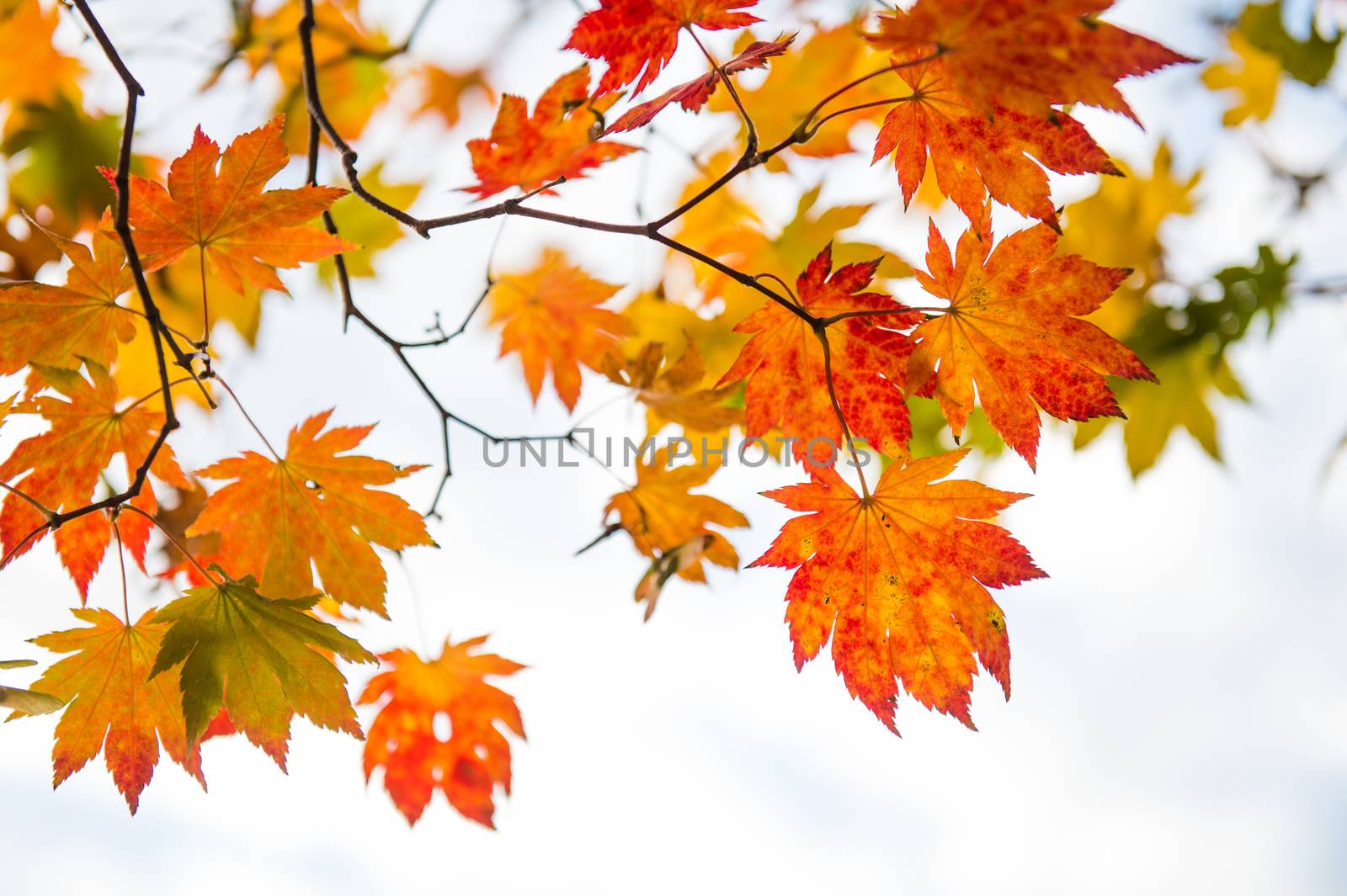 Maple in autumn in korea.