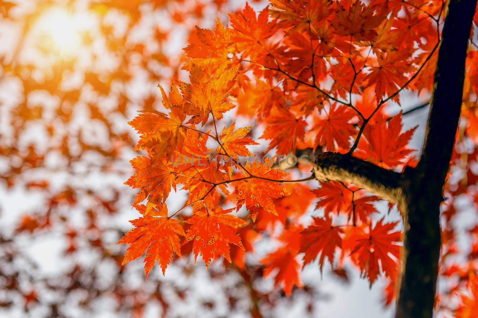 Maple leaf in autumn in korea.