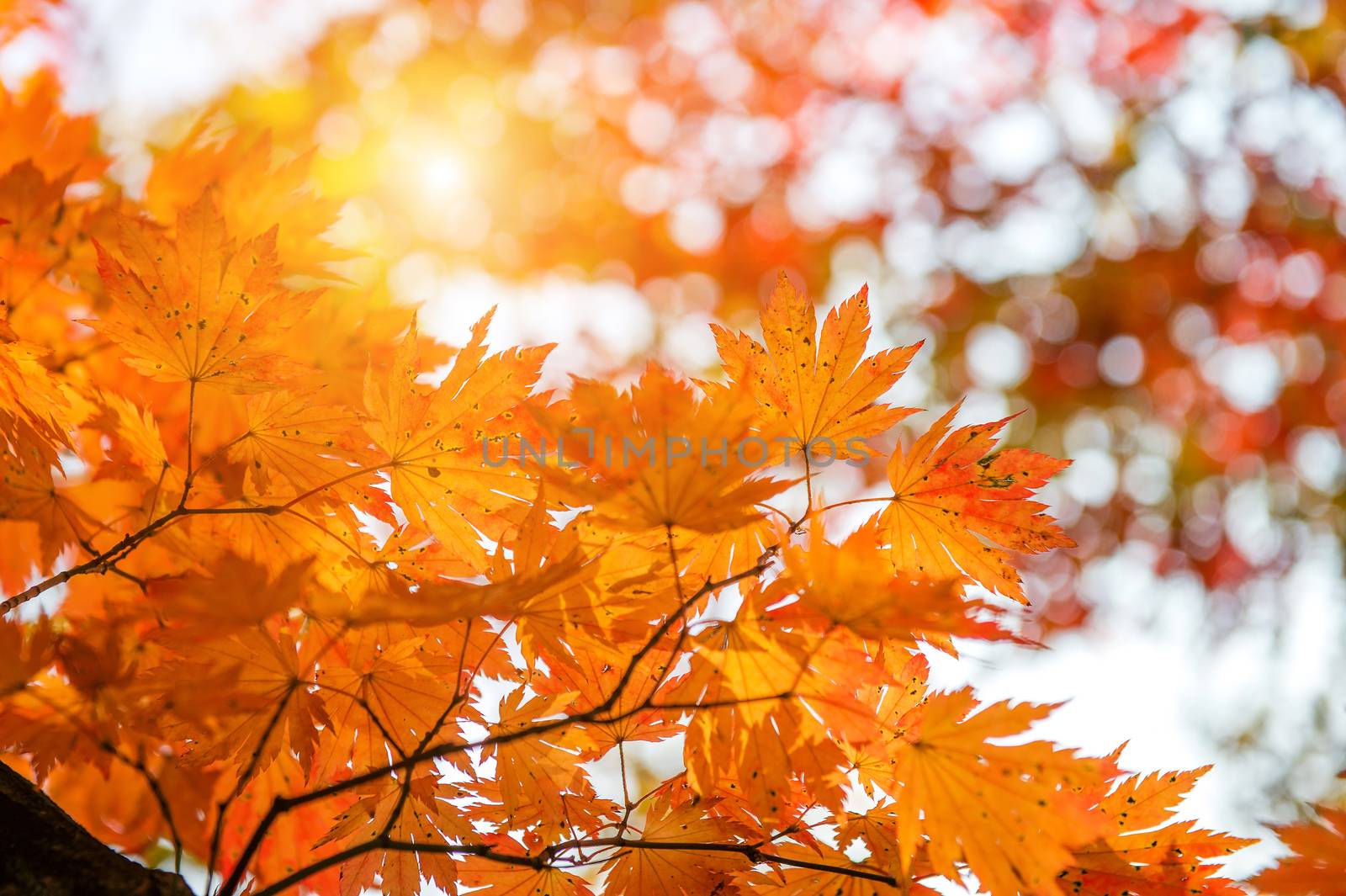 Maple leaf in autumn in korea. by gutarphotoghaphy