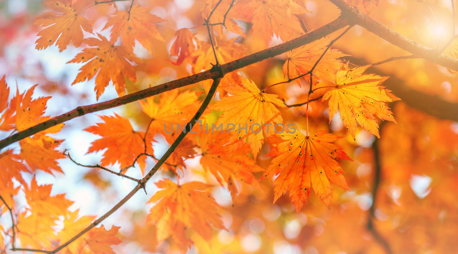 Maple leaf in autumn in korea. by gutarphotoghaphy