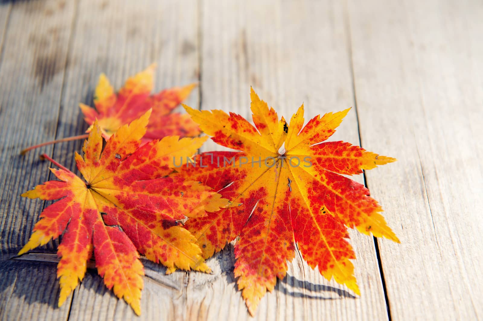 Autumn maple leaves on wooden background.
