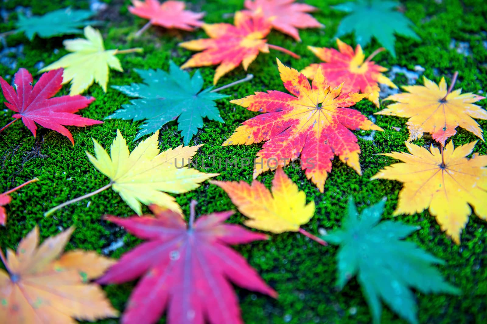 Maple leaf in autumn in korea. by gutarphotoghaphy