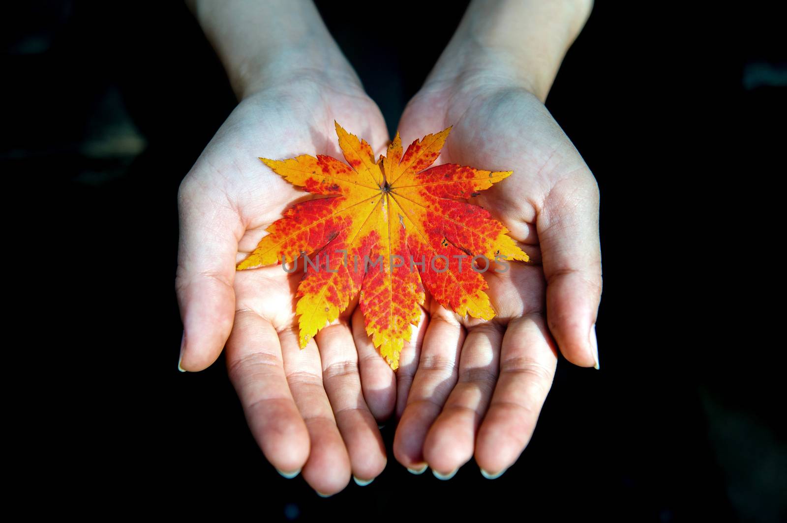 Autumn maple leaves in girl hands.