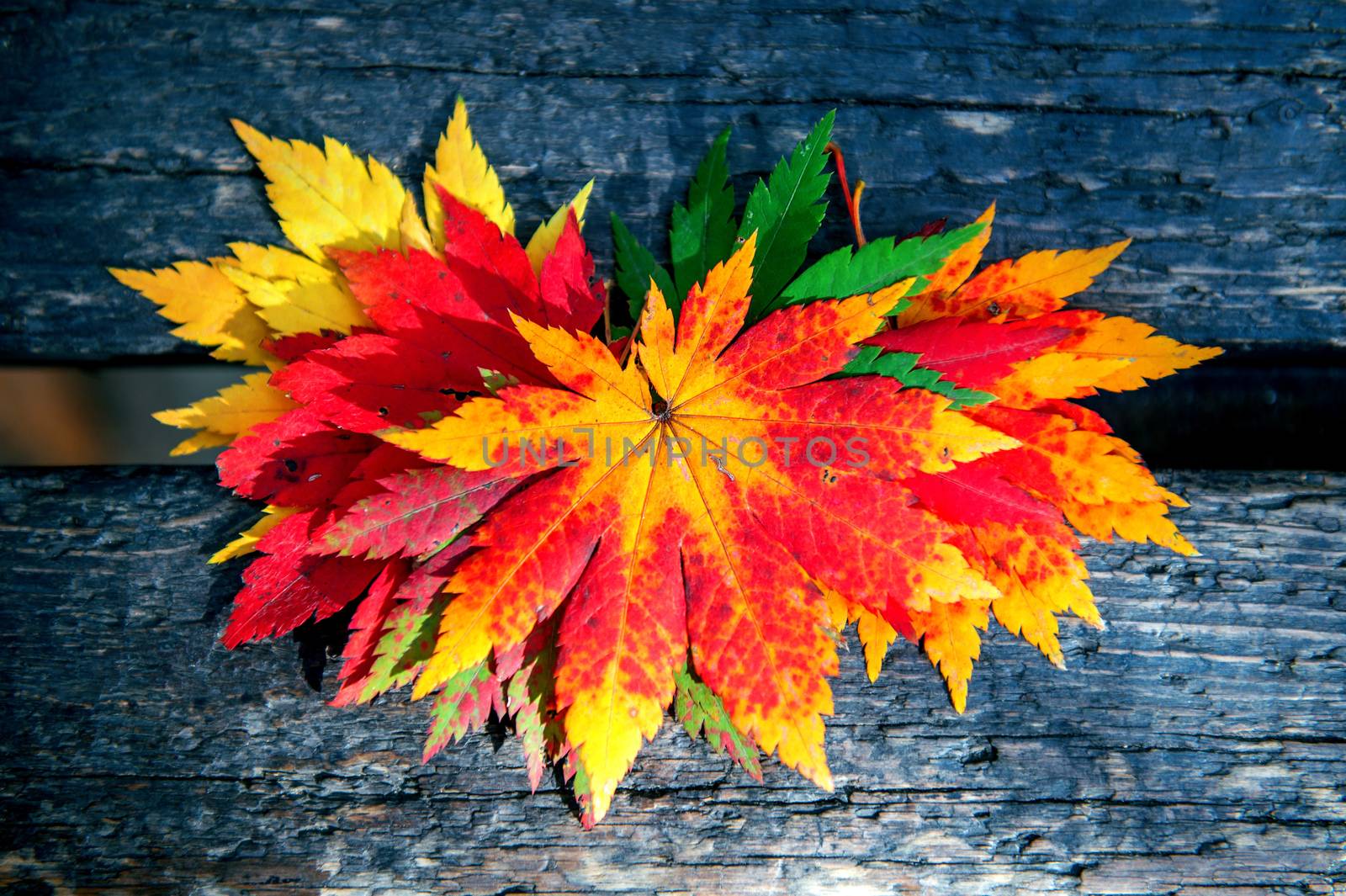 Autumn maple leaves on wooden background. by gutarphotoghaphy