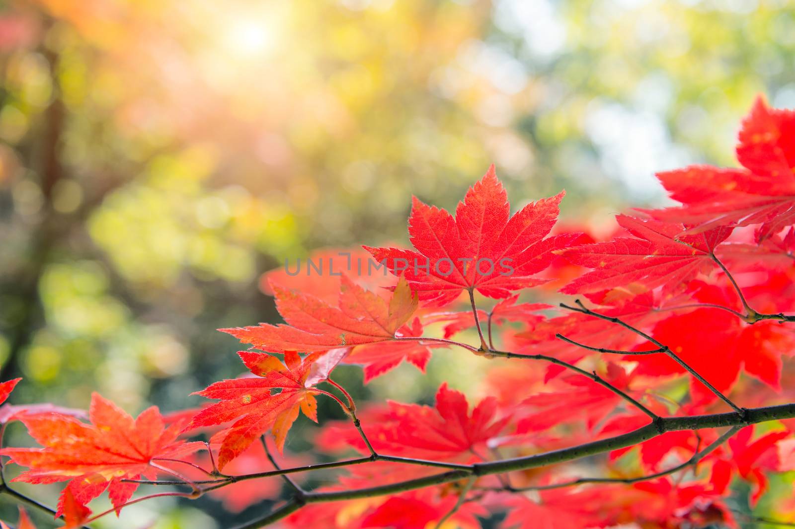Maple leaf in autumn in korea,Autumn background.(Soft focus)