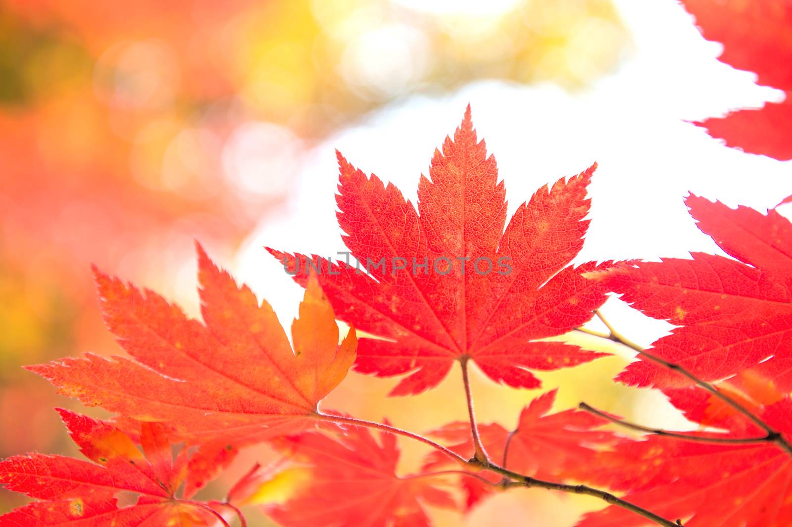 Maple leaf in autumn in korea,Autumn background.(Soft focus)