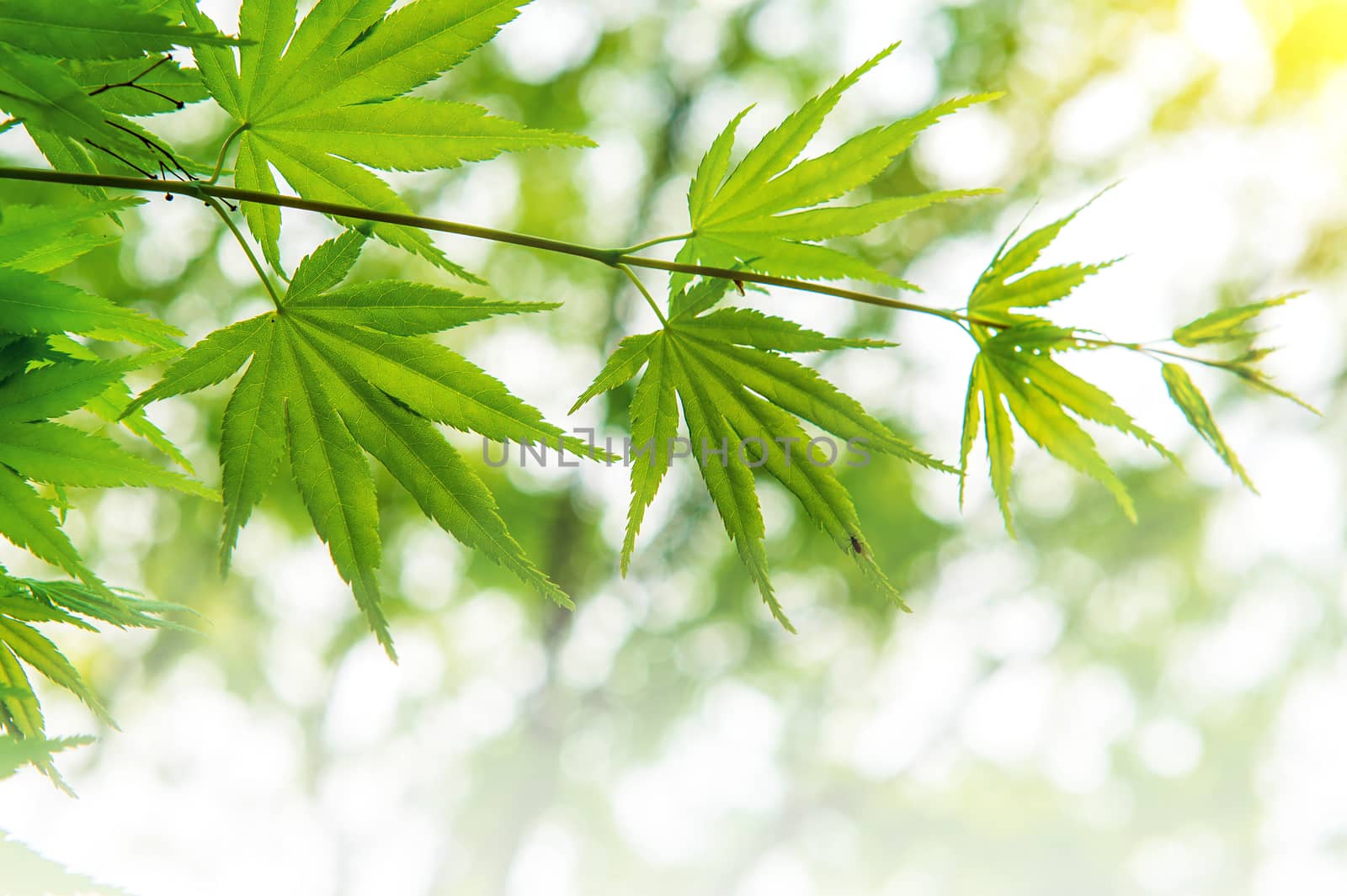 Fresh green maple leaves with soft focus. by gutarphotoghaphy