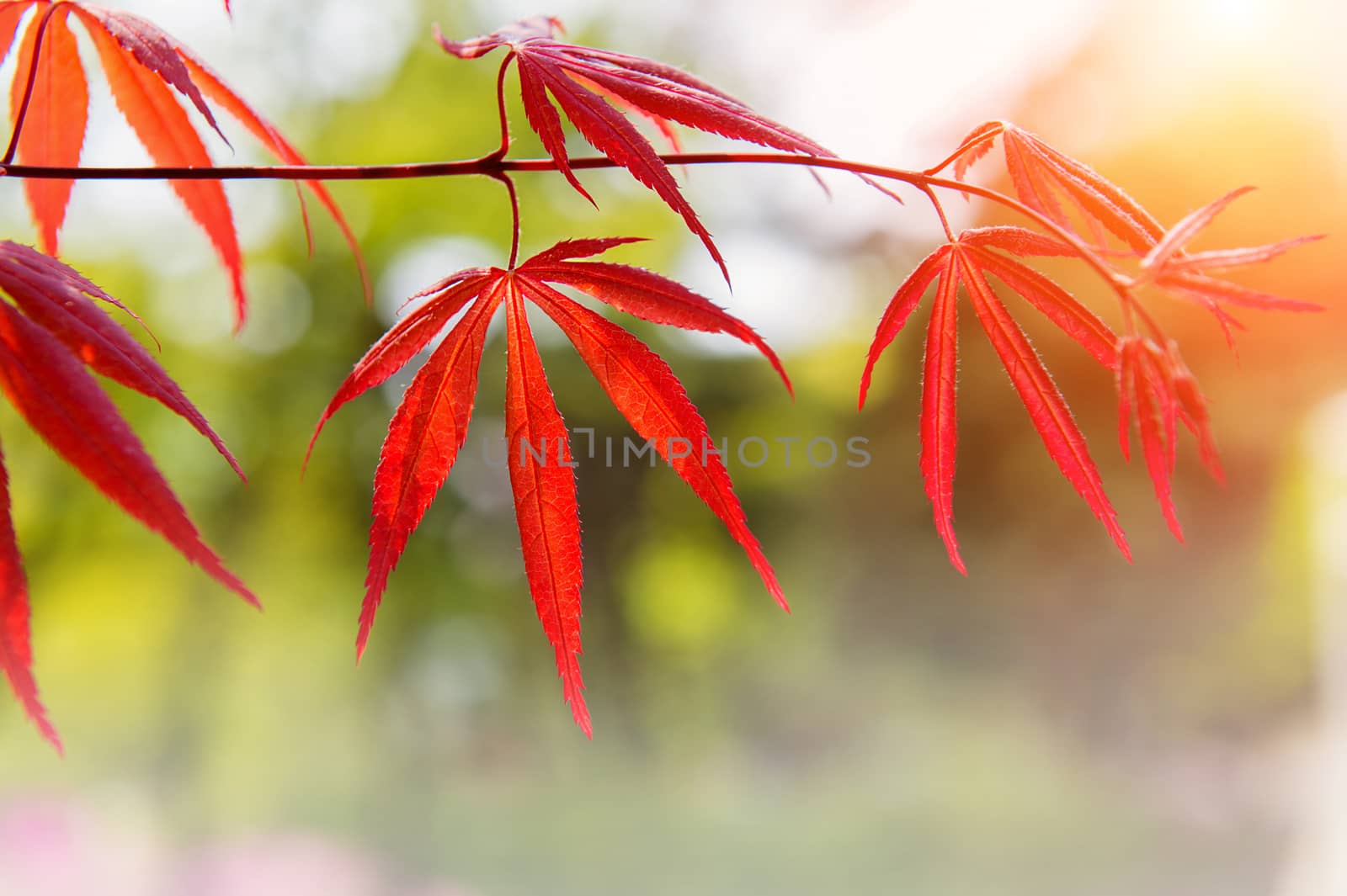 Maple in Autumn Season with soft focus.