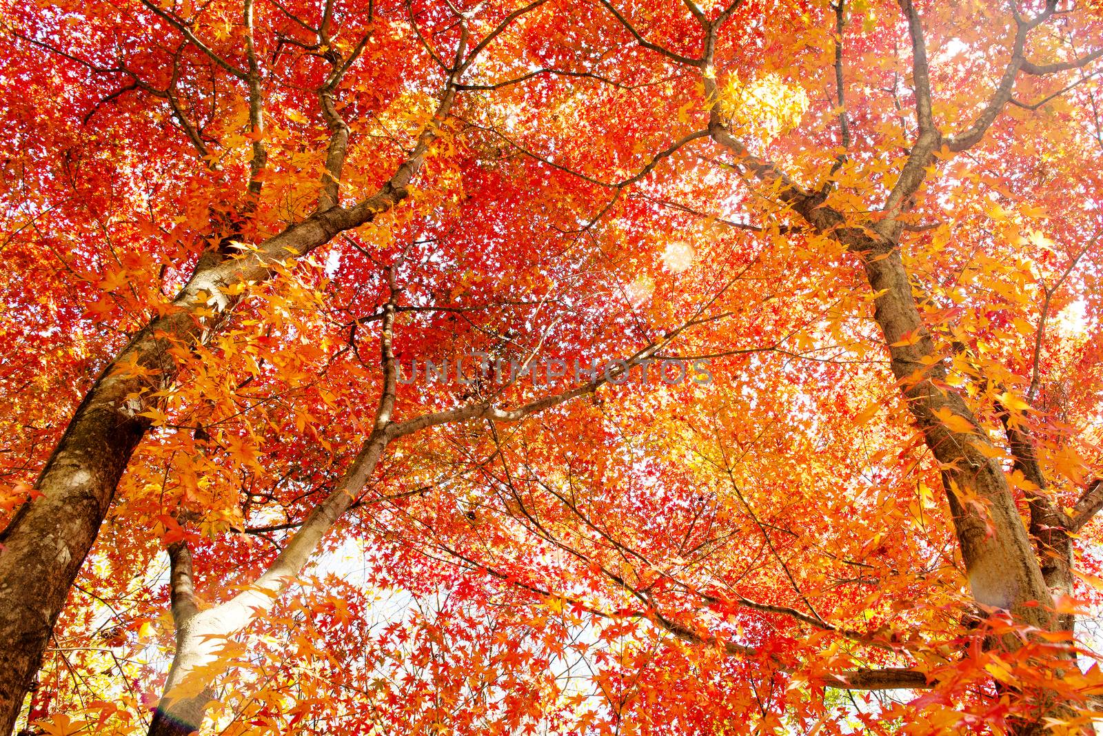 The colors of autumn in korea