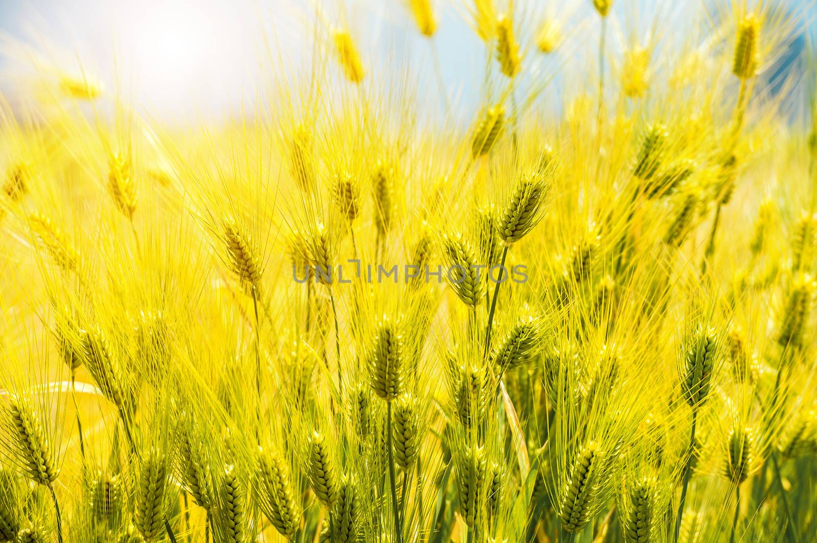 Barley Field by gutarphotoghaphy