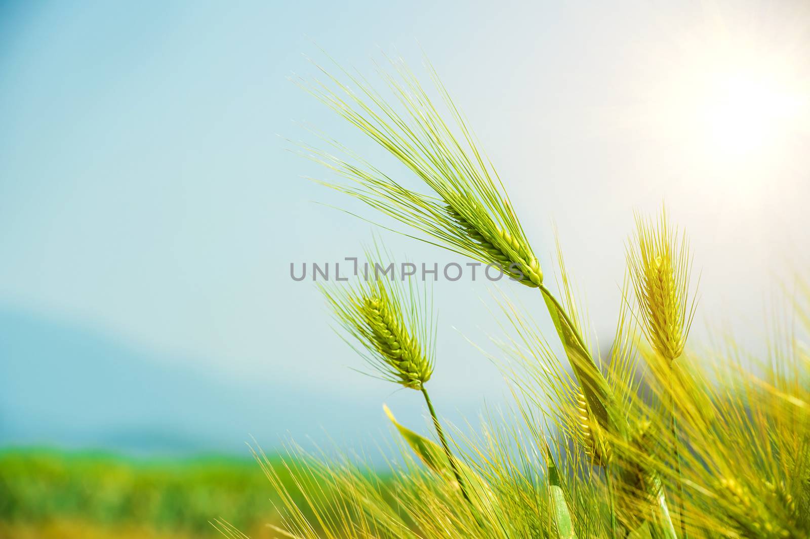 Barley Field by gutarphotoghaphy