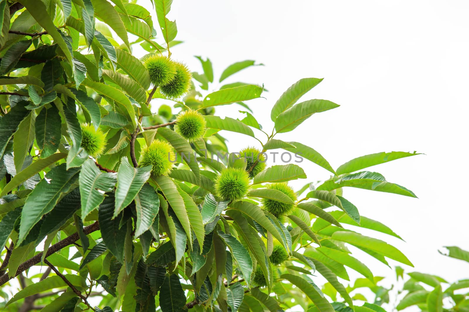 Chestnut (Castanea fruits)