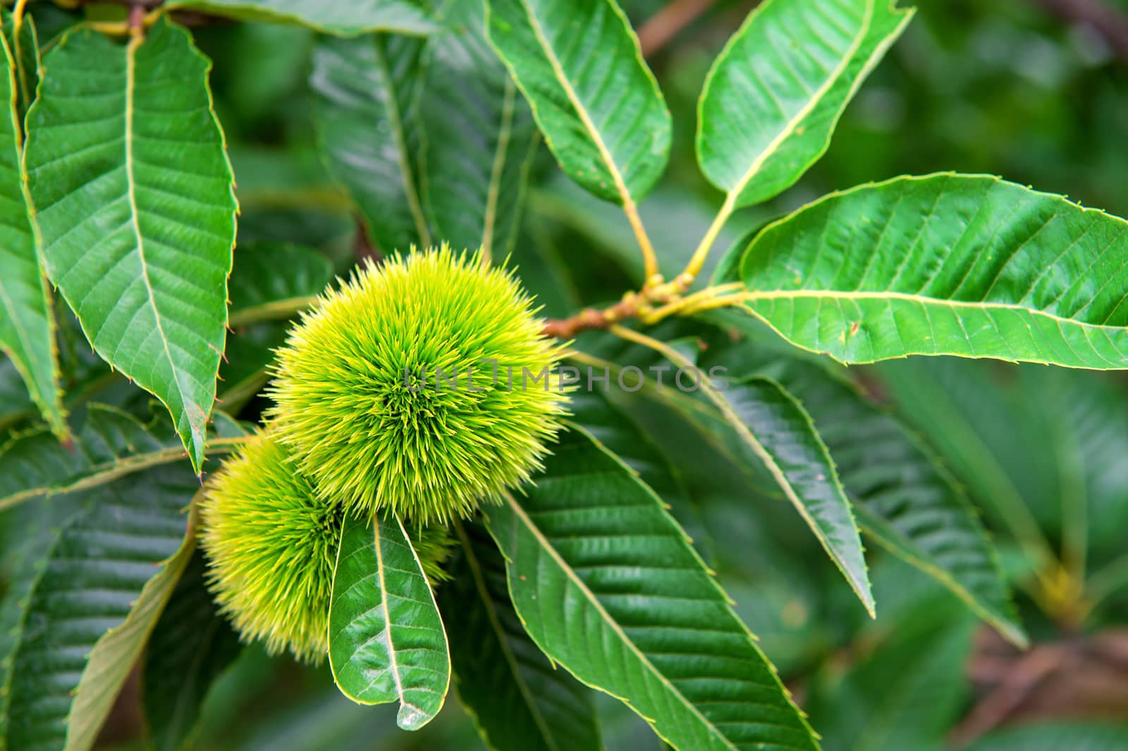 Chestnut (Castanea fruits) by gutarphotoghaphy