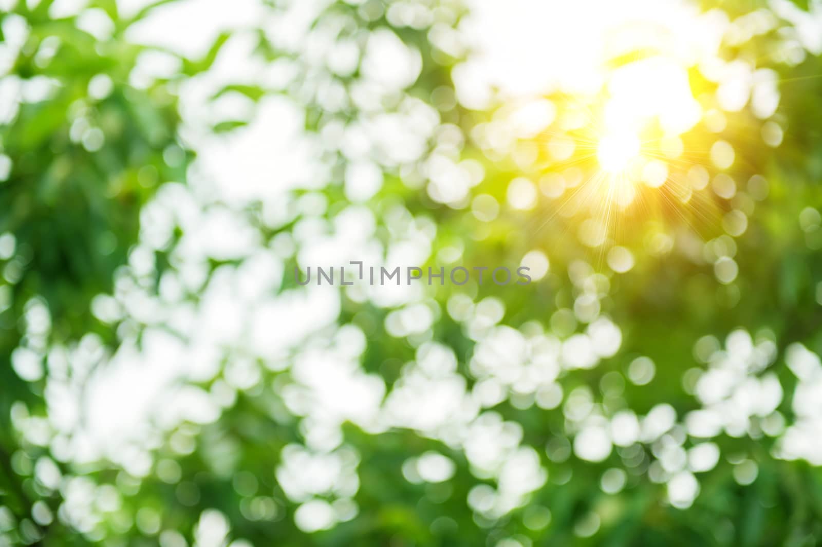 Beautiful bokeh of leaf with sunlight.