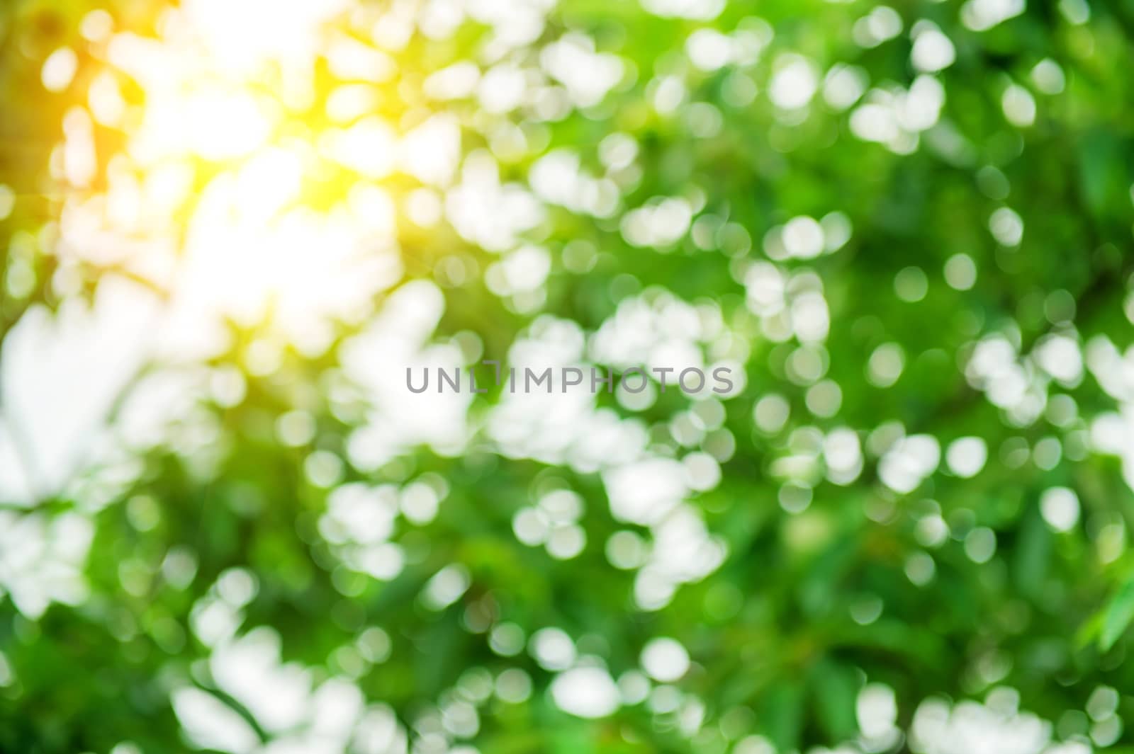 Beautiful bokeh of leaf with sunlight.