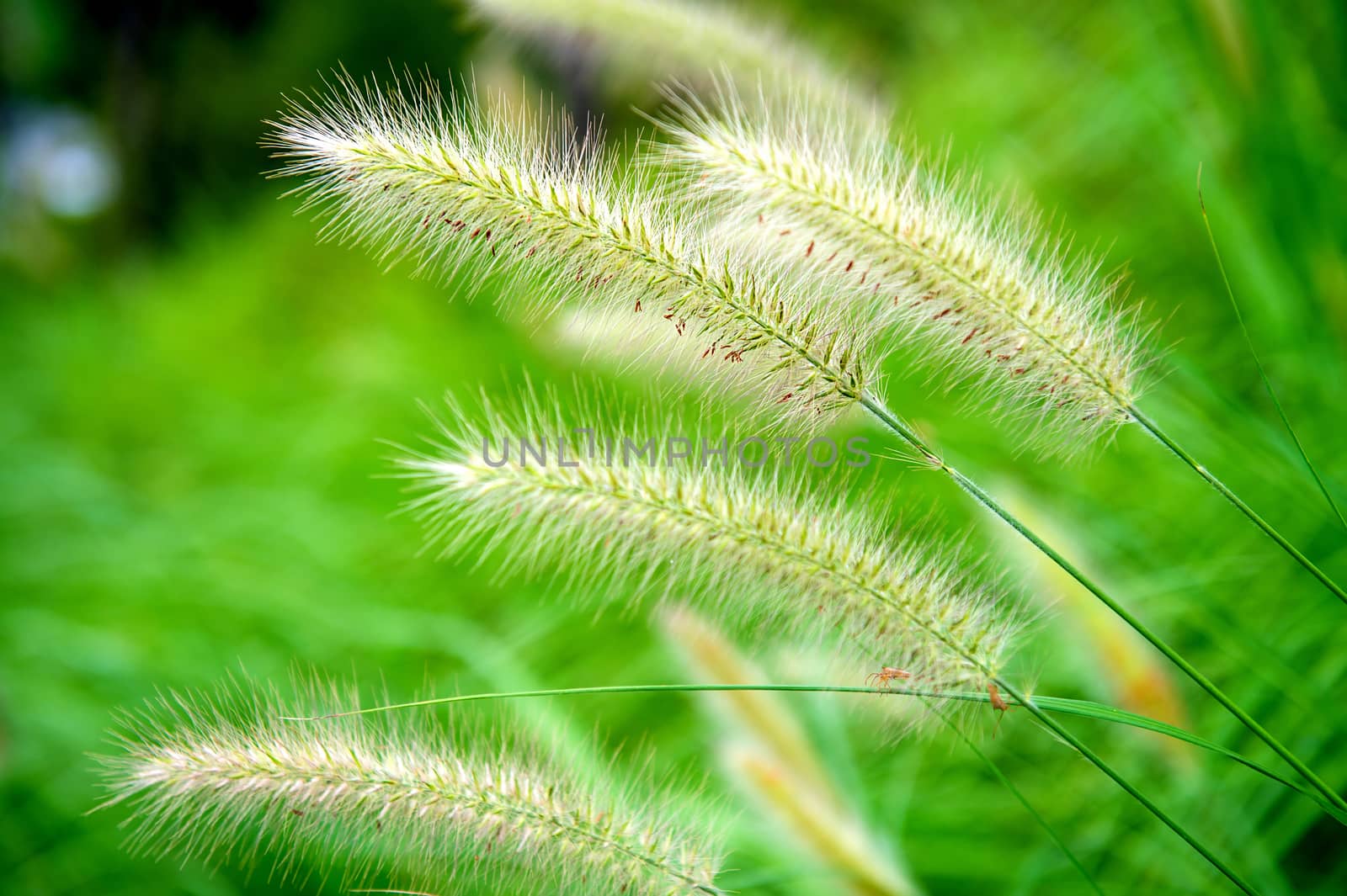 Grass flowers. by gutarphotoghaphy