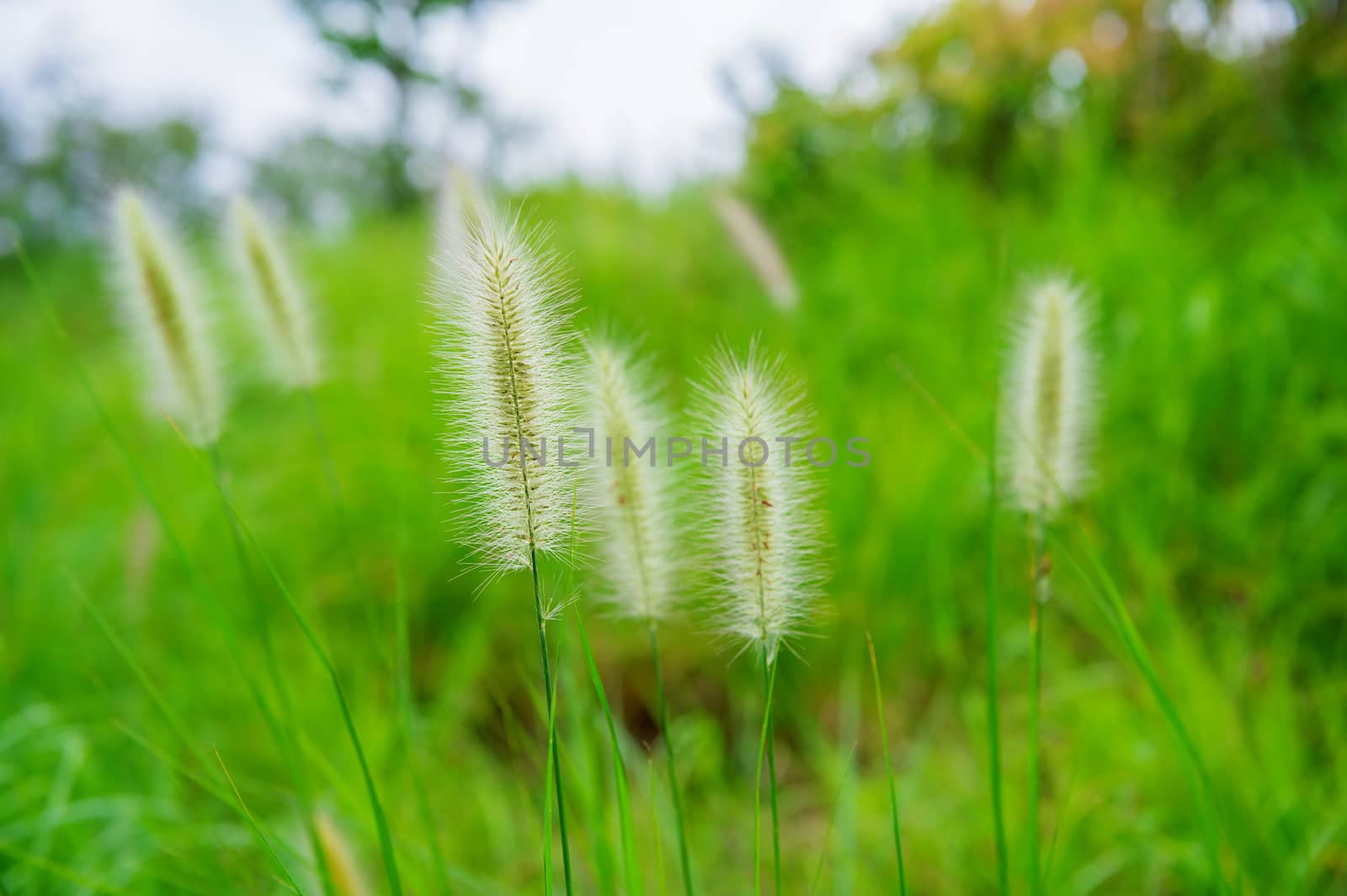 Grass flowers. by gutarphotoghaphy