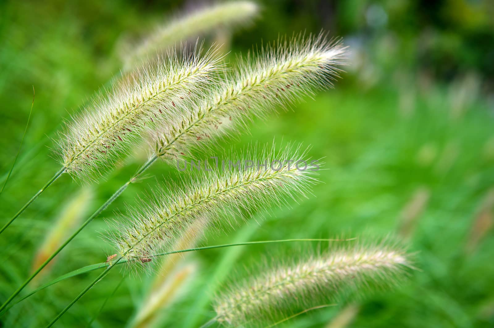 Grass flowers. by gutarphotoghaphy