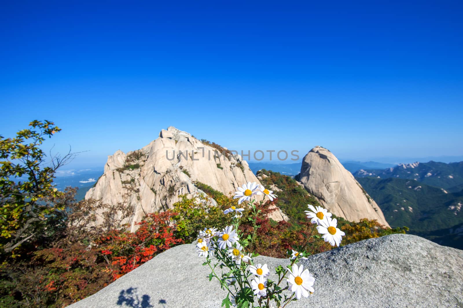 Flowers on Bukhansan mountains, South Korea.
