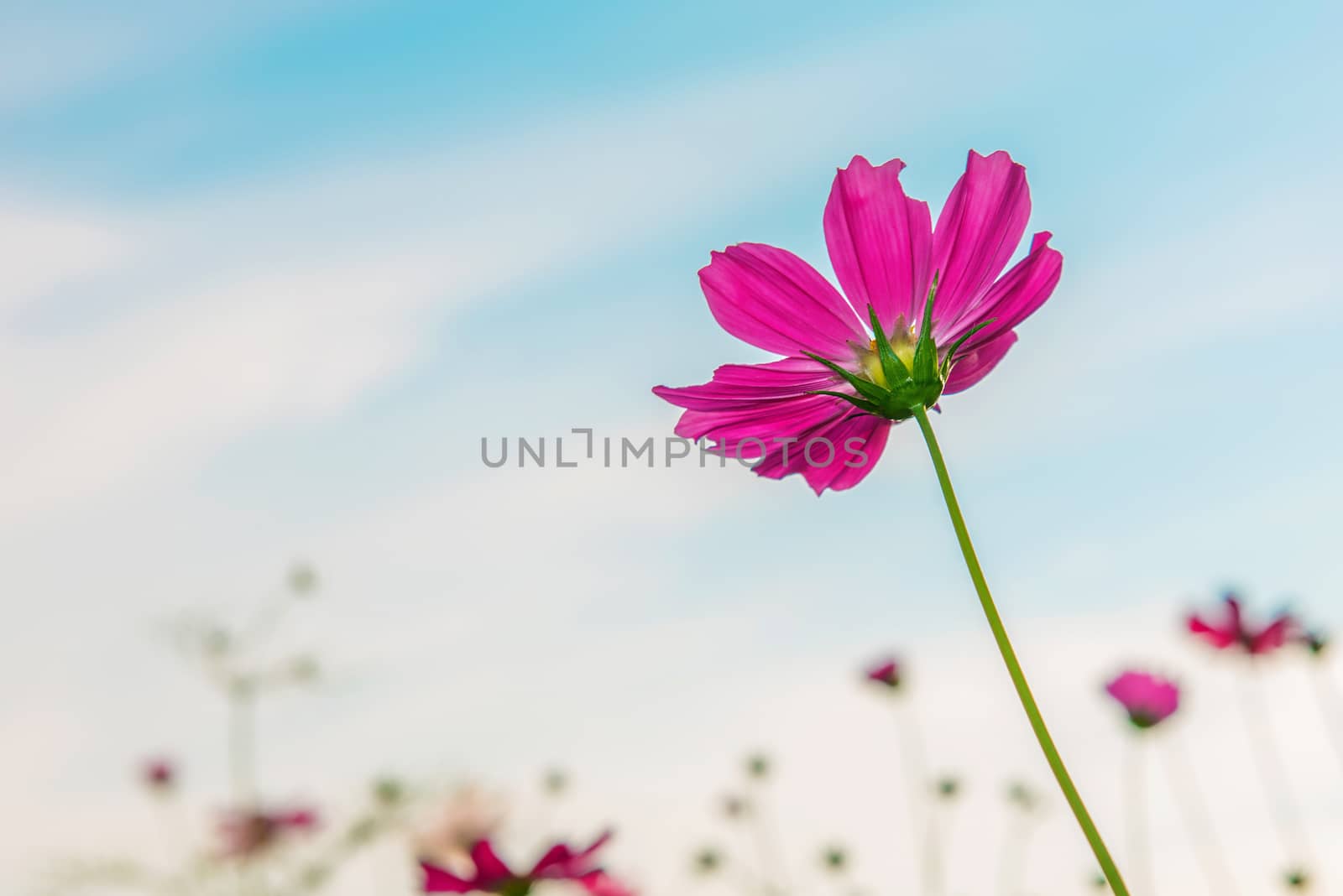Cosmos flowers. by gutarphotoghaphy