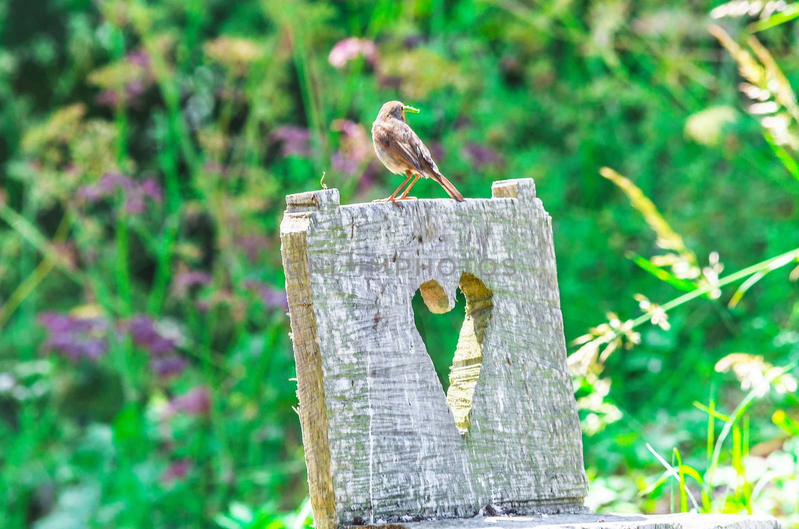 Small wooden chair cut from a tree stump on which a bird is sitting with a worm in its beak.
