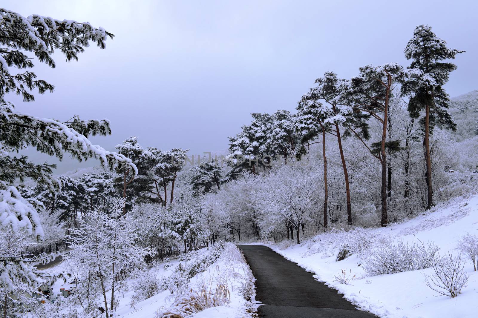 Winter landscape. by gutarphotoghaphy