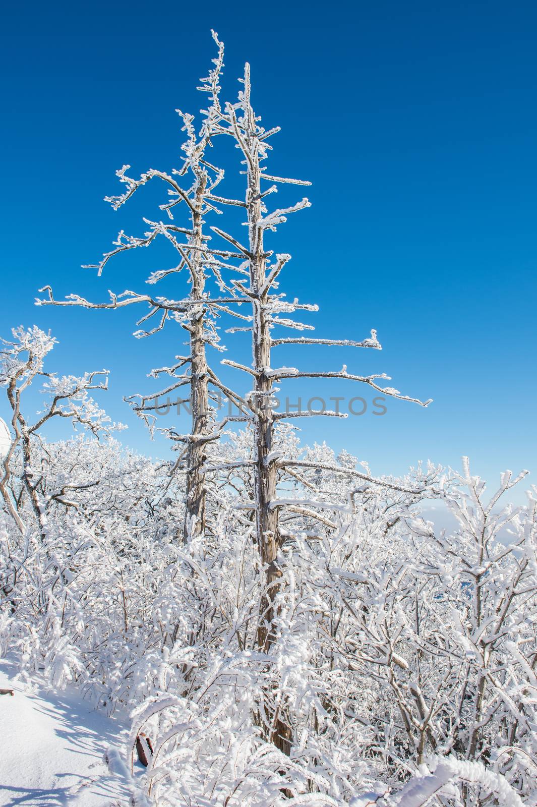 Deogyusan in winter,korea