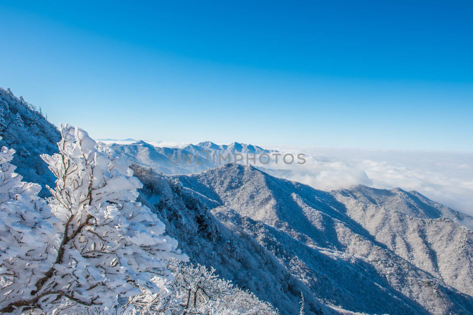 Seoraksan mountains is covered by morning fog in winter, Korea. by gutarphotoghaphy