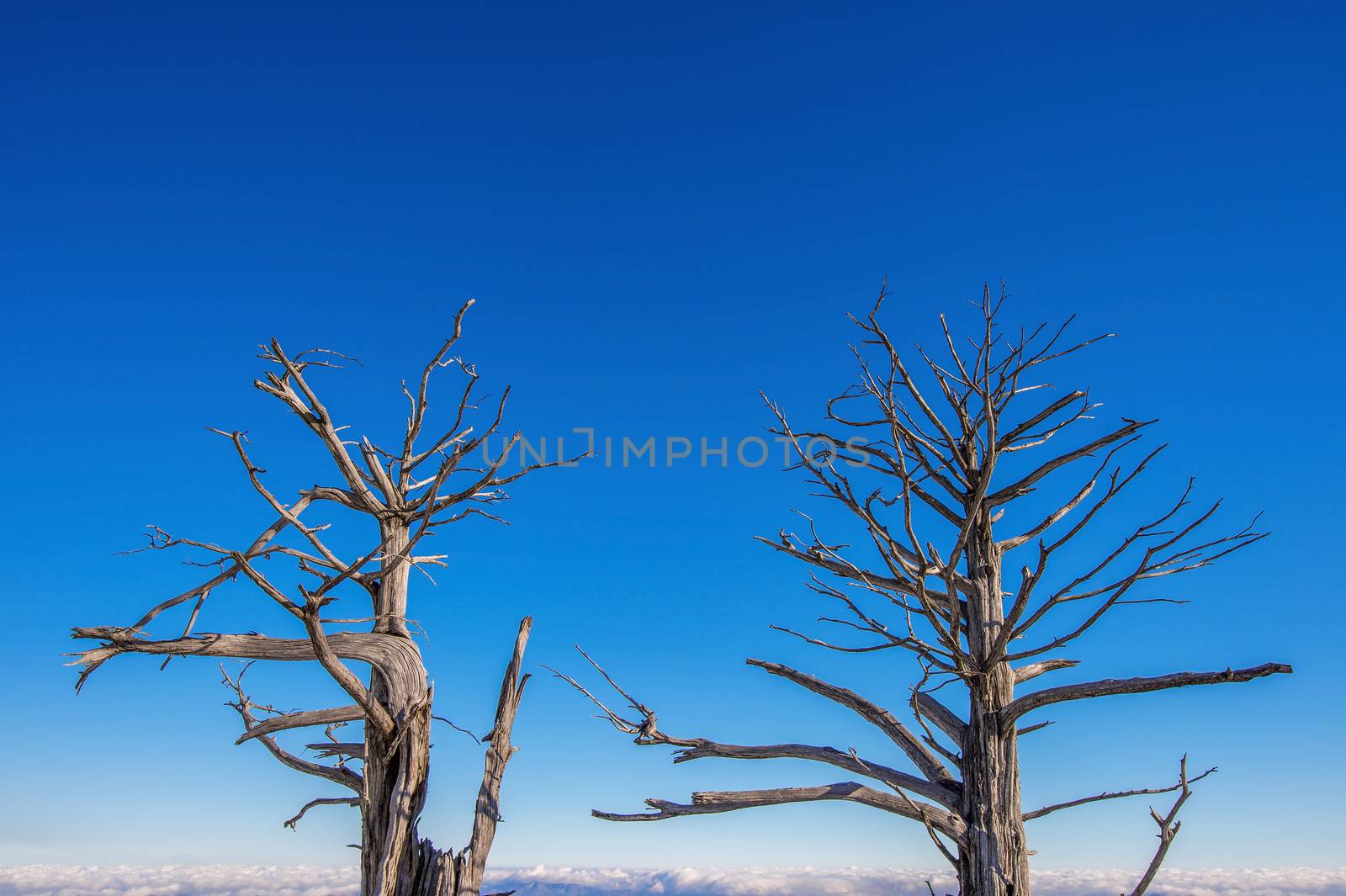 Dead trees and blue sky on Deogyusan mountains by gutarphotoghaphy