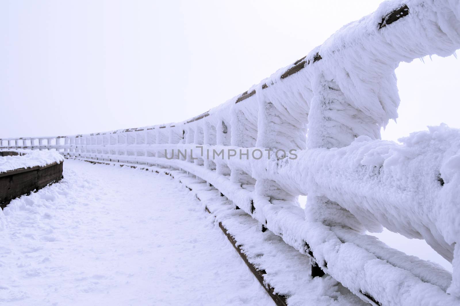 Fence is covered by snow and spruce pattern in winter. by gutarphotoghaphy
