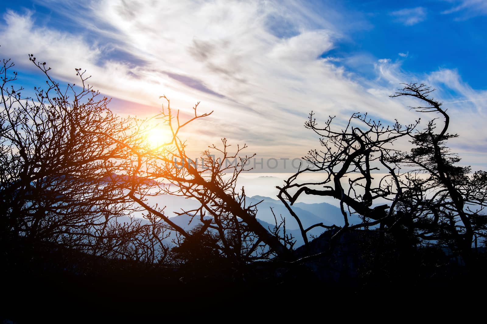 Landscape of sunset with cloudy blue sky and a silhouette of trees.