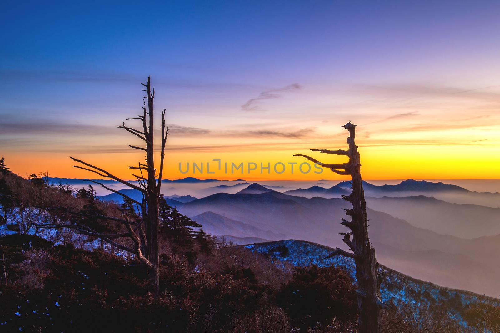 Silhouette of dead trees, beautiful Landscape at sunset on Deogyusan National Park in winter,South Korea.