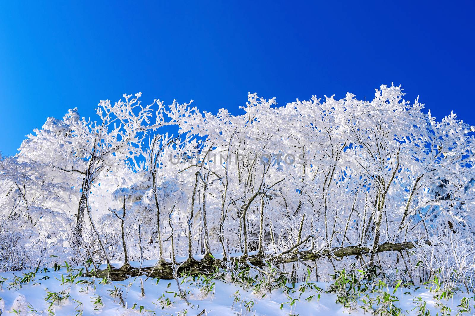 Beautiful Winter landscape, Trees covered with white snow and blue sky.