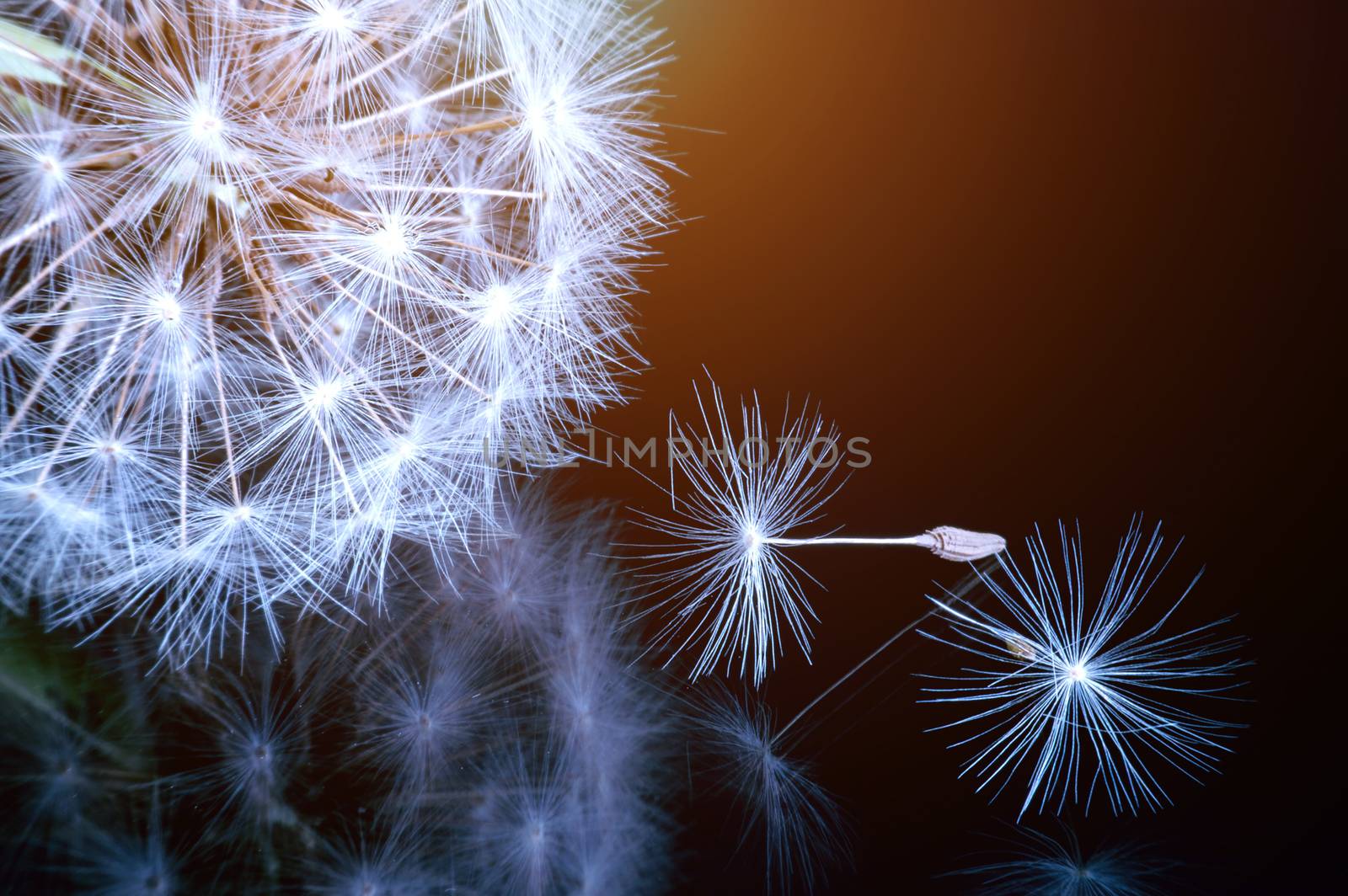 Close up of a dandelion flowers. by gutarphotoghaphy