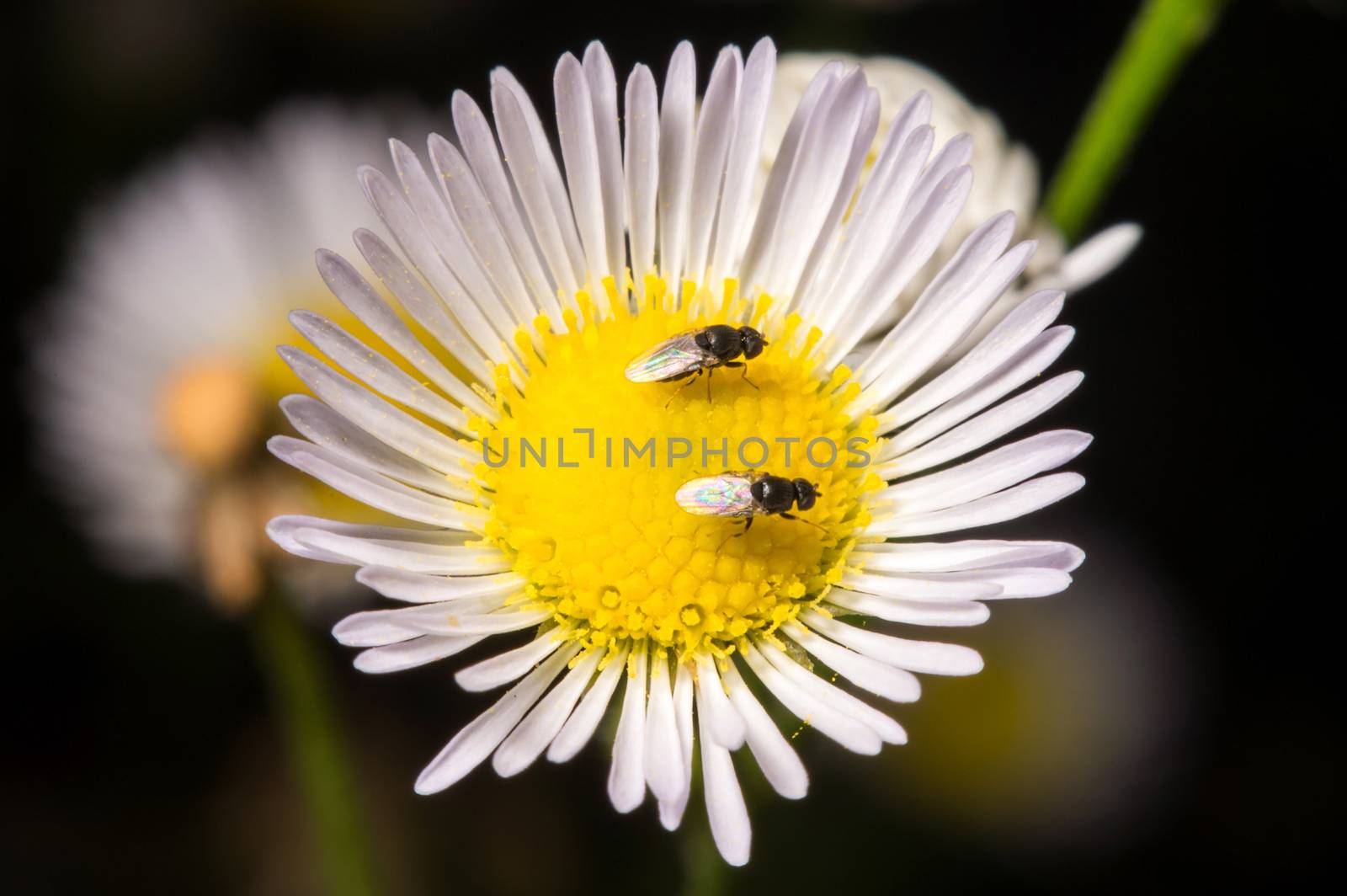 Bee on the flower. by gutarphotoghaphy