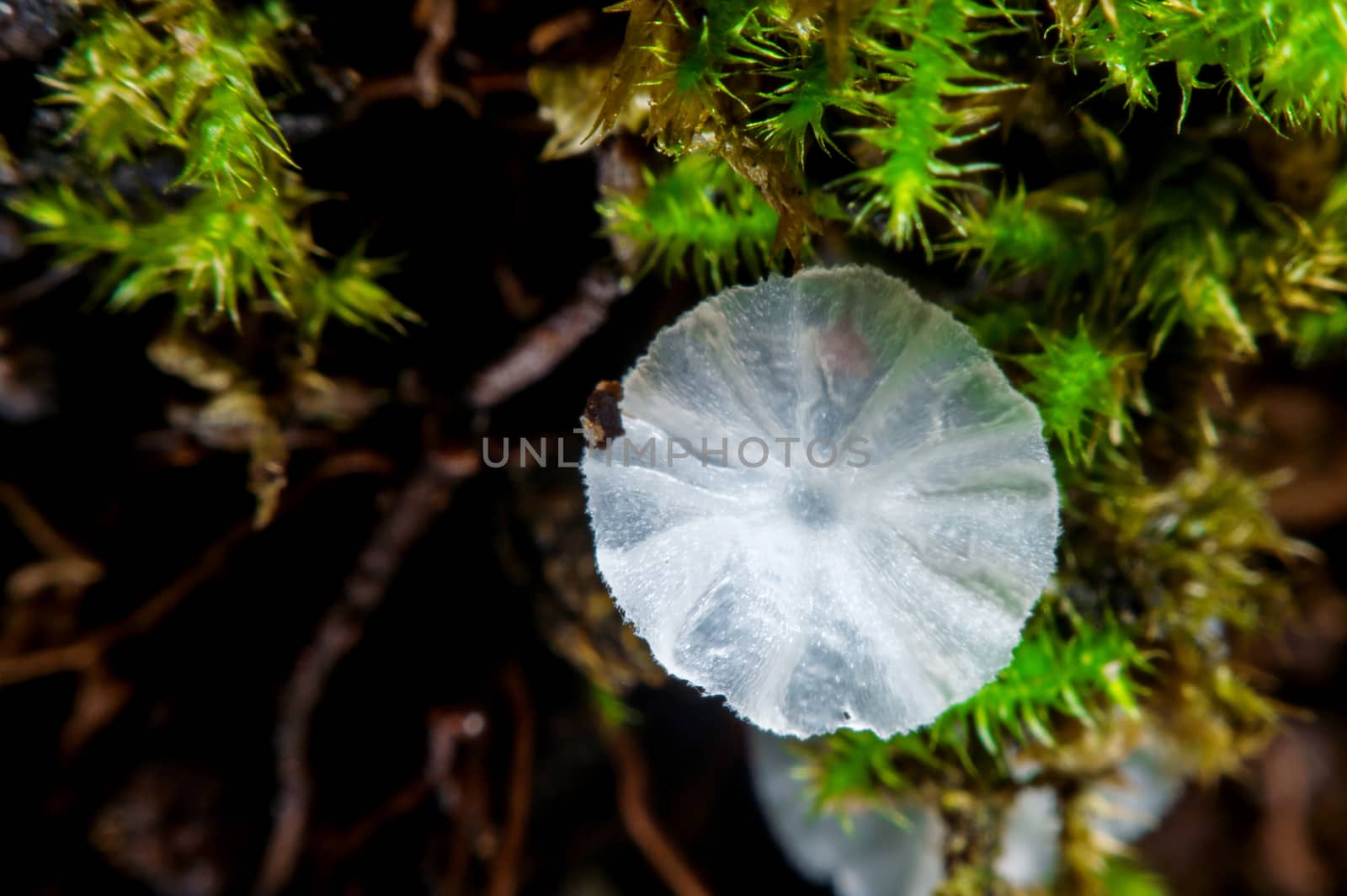 Small mushroom.