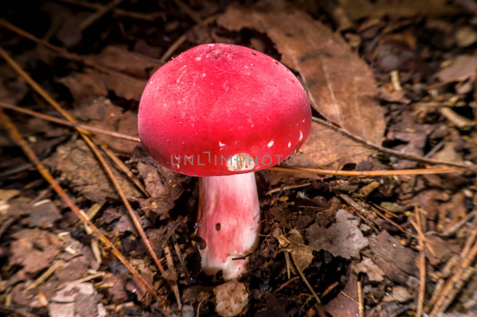 Red mushroom.