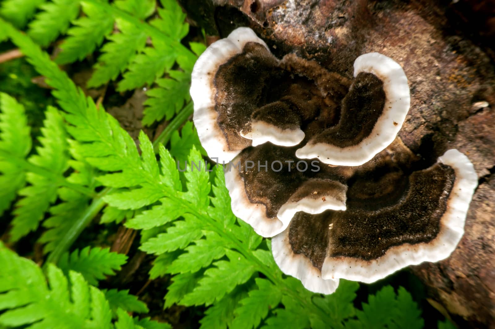 wild mushrooms.