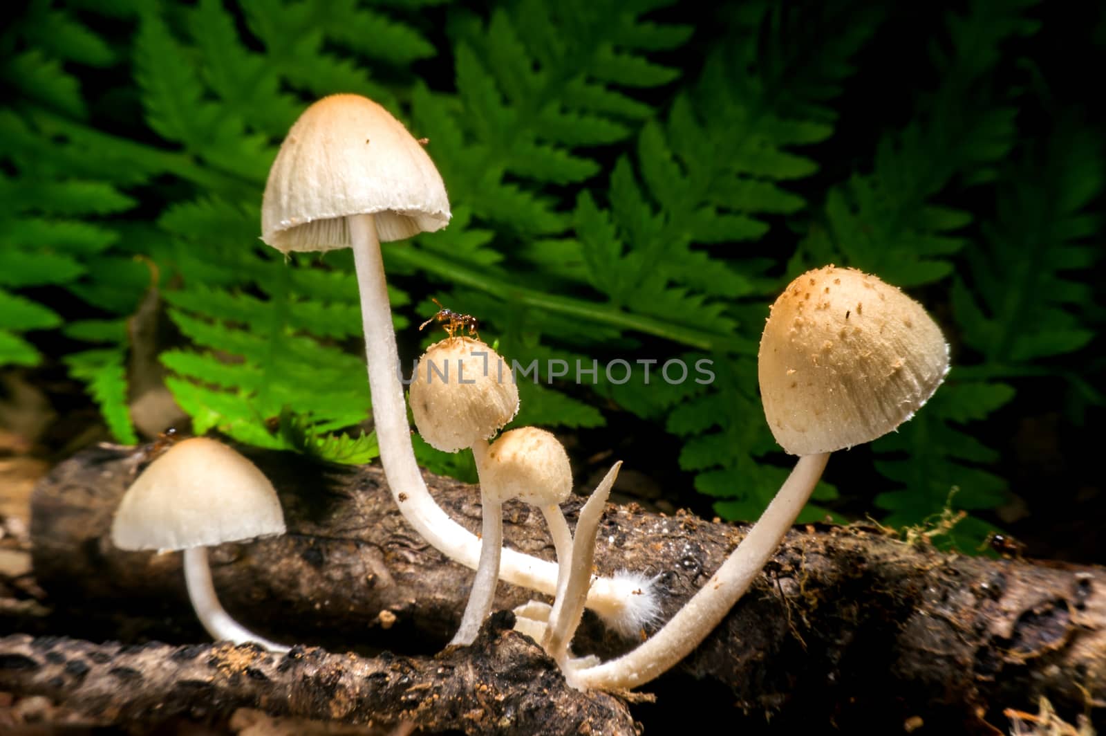 Small mushroom. by gutarphotoghaphy