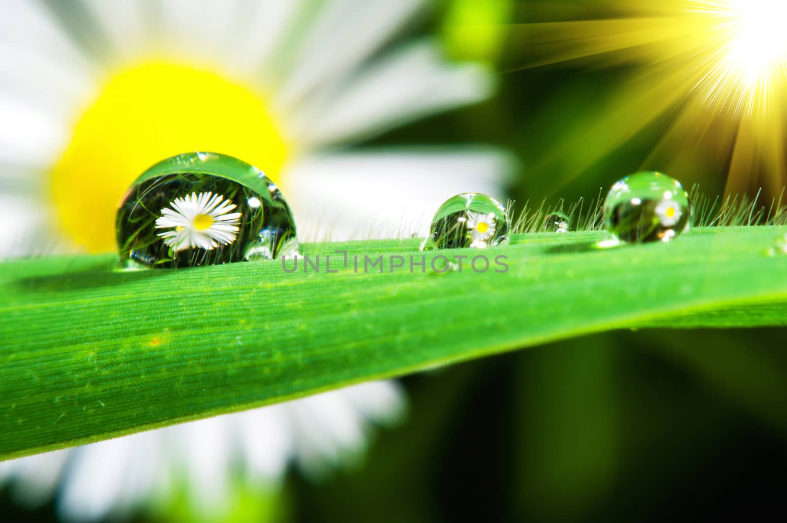 Macro of fresh grass with dew drops. by gutarphotoghaphy